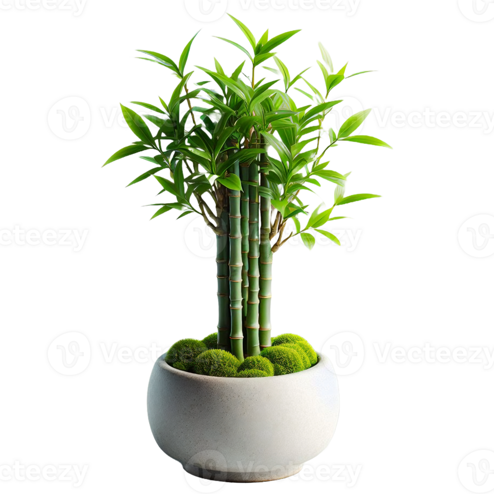 Bamboo tree plant isolated on transparent backgorund png