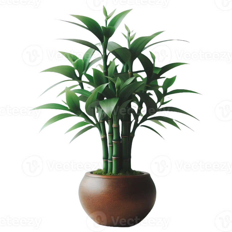 Bamboo tree plant isolated on transparent backgorund png