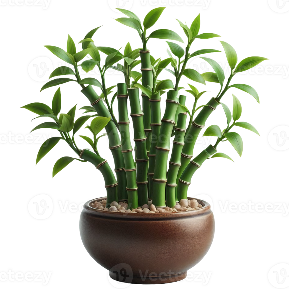 Bamboo tree plant isolated on transparent backgorund png