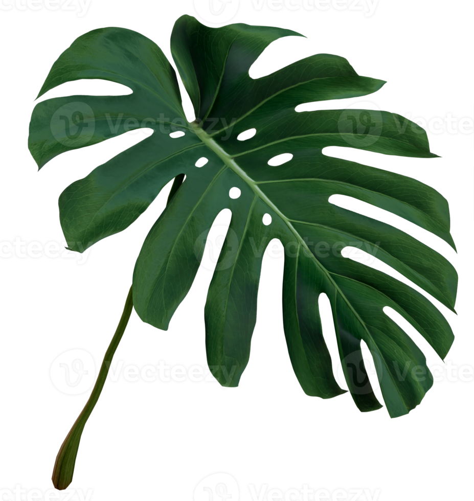 Green leaves of monstera or split-leaf philodendron png