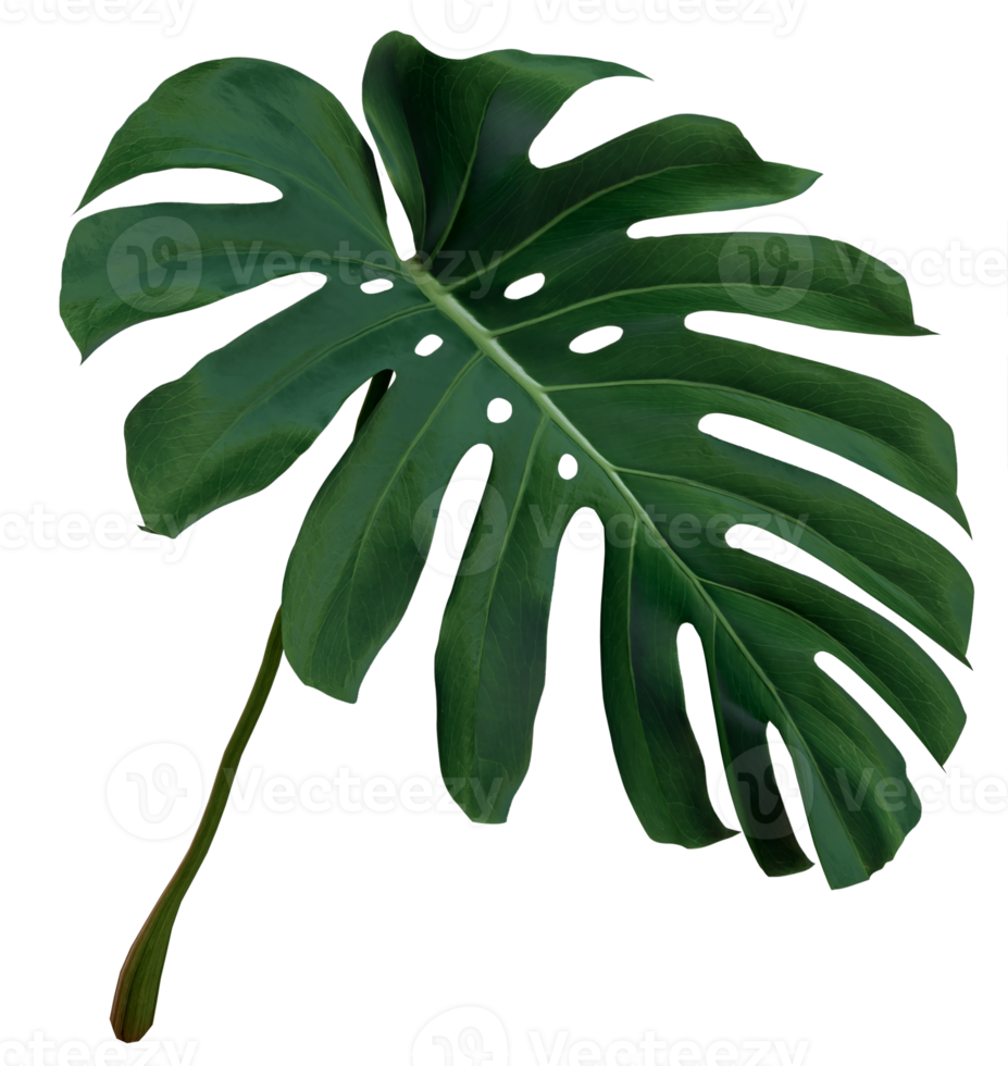 grön löv av monstera eller kluvna blad philodendron png