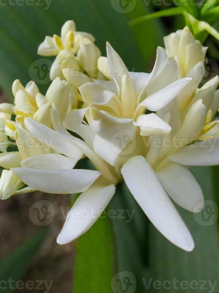 Mexican Tuberose flower photo