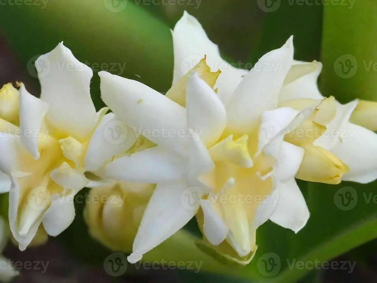 Mexican Tuberose flower photo