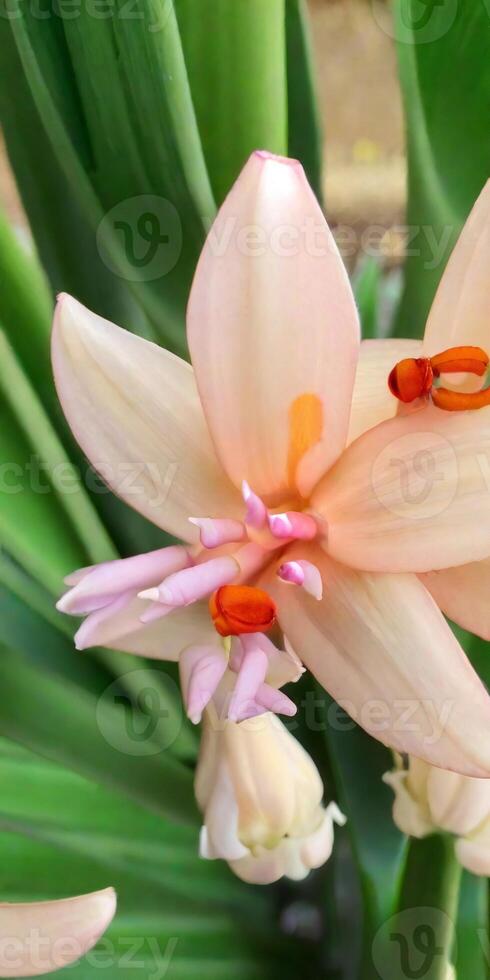 Mexican Tuberose flower photo