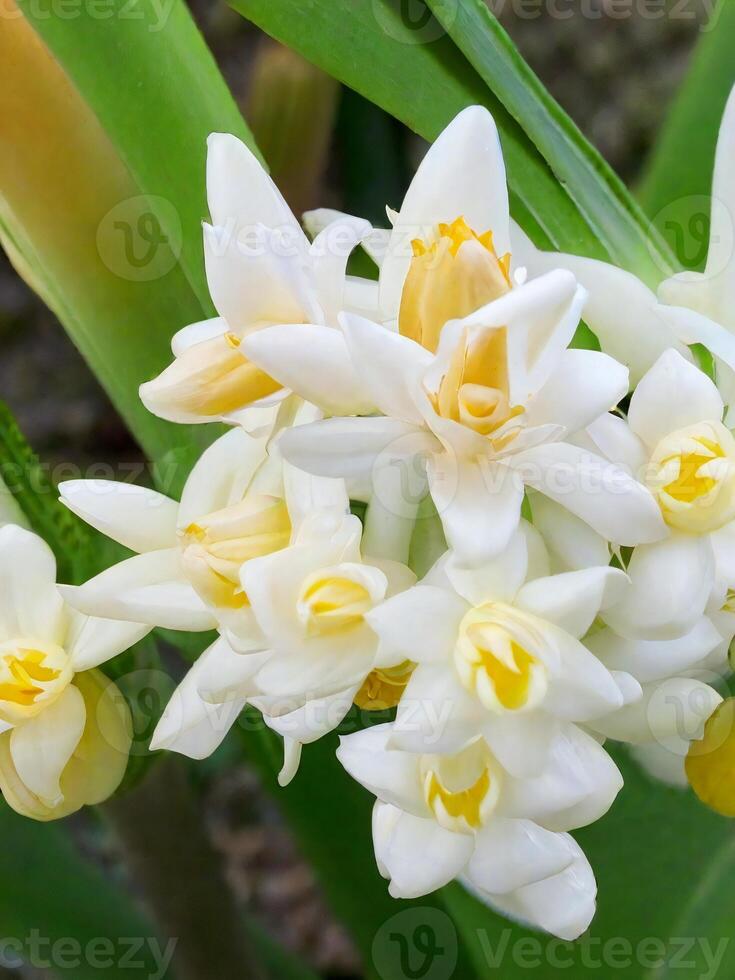 Mexican Tuberose flower photo