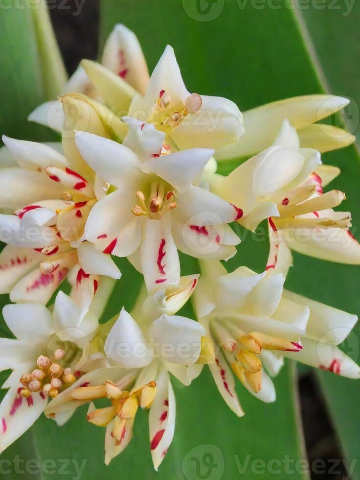 Mexican Tuberose flower photo