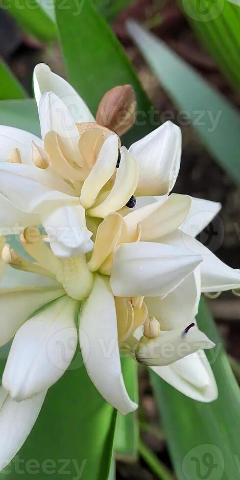 Mexican Tuberose flower photo