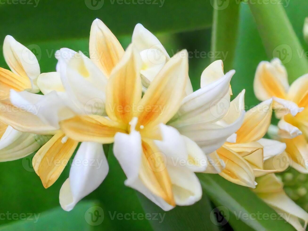 Mexican Tuberose flower photo