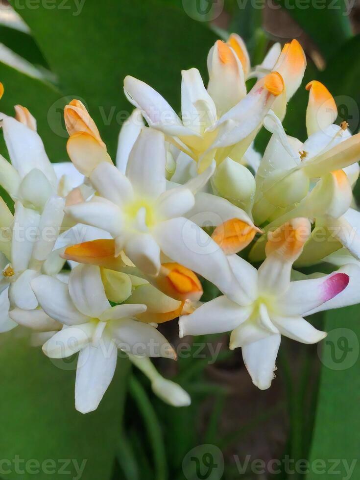 Mexican Tuberose flower photo