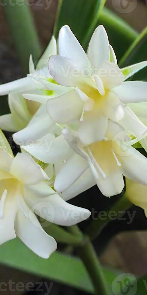 Mexican Tuberose flower photo