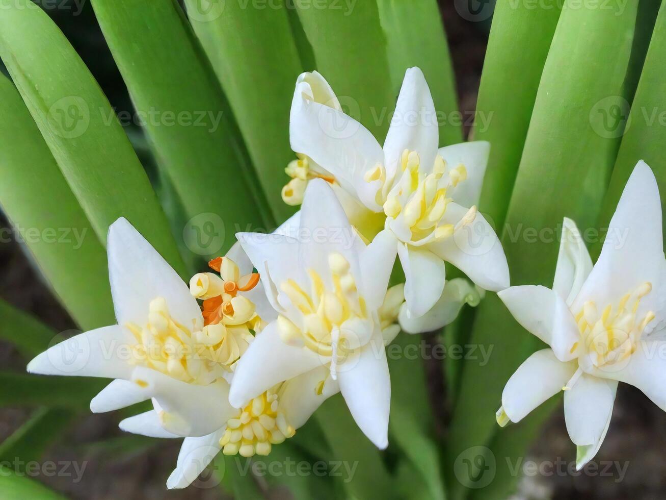 Mexican Tuberose flower photo