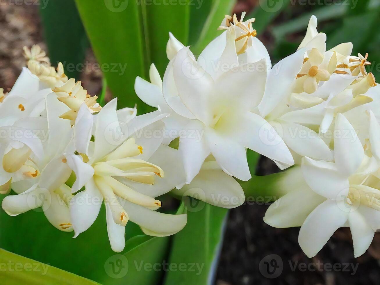 Mexican Tuberose flower photo