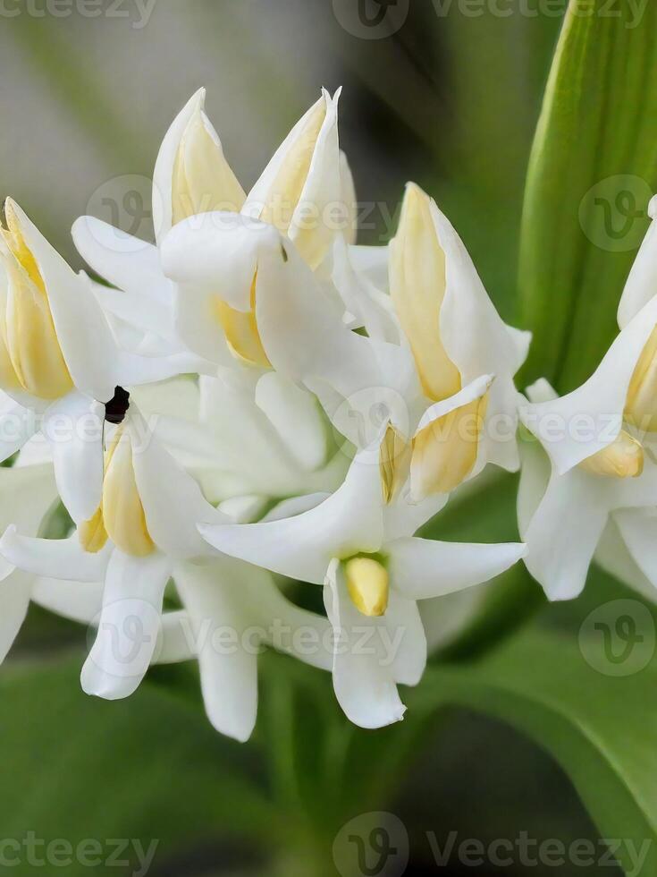 Mexican Tuberose flower photo