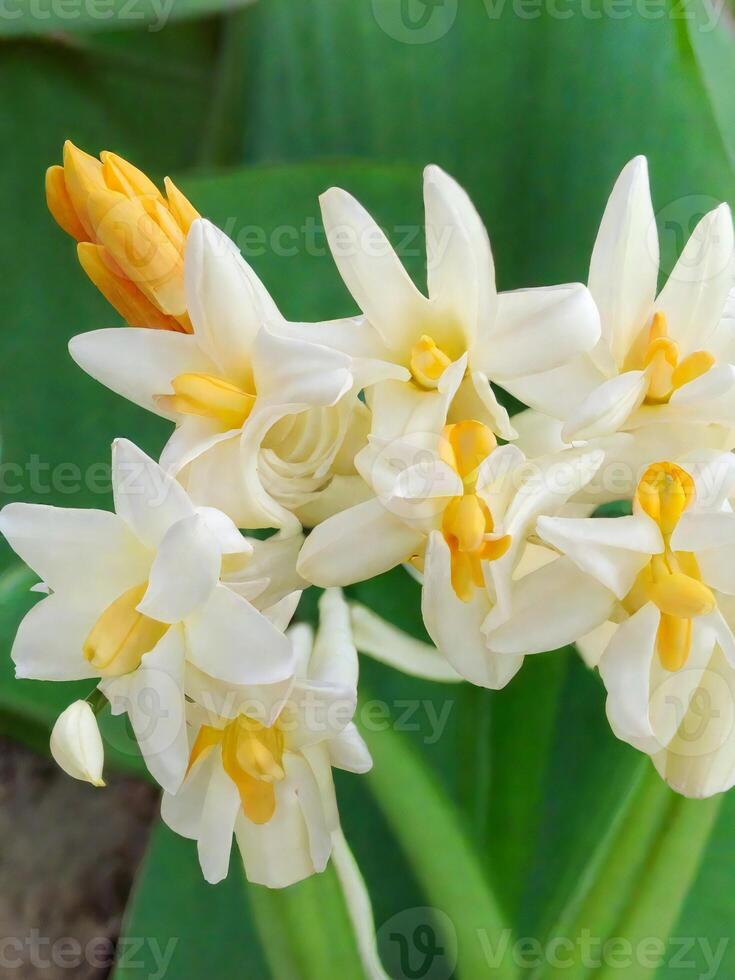 Mexican Tuberose flower photo