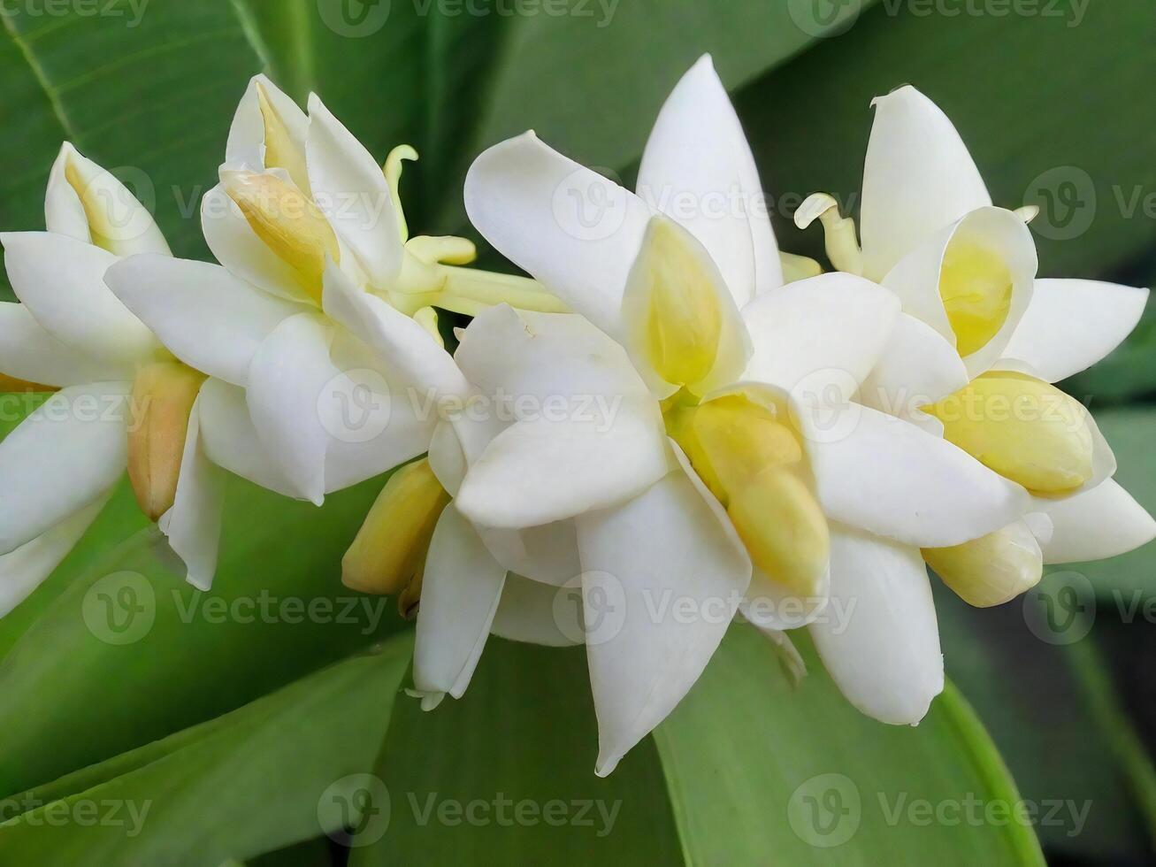 Mexican Tuberose flower photo