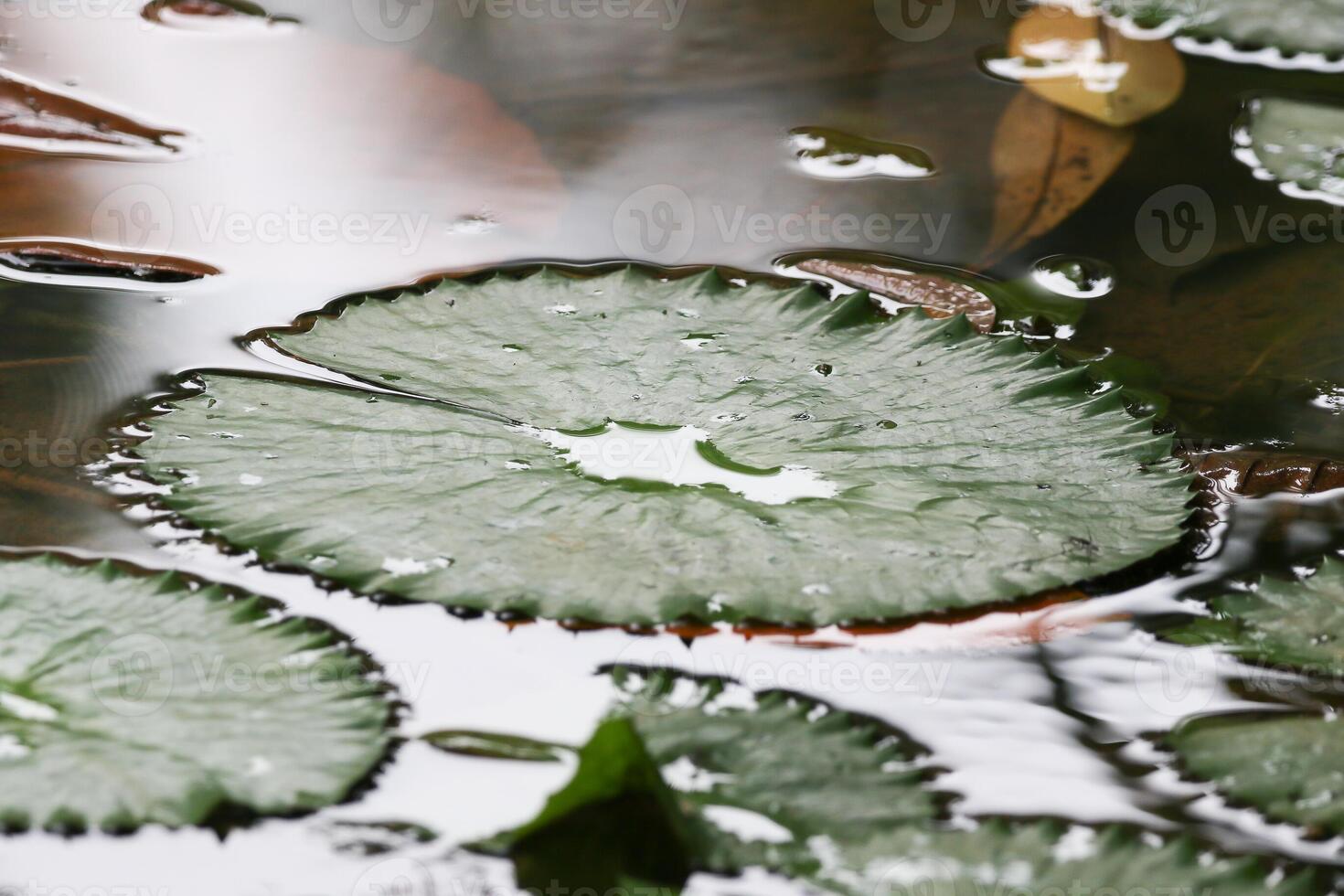Amazon Rain Forest Water Lilly. Lotus Leaves floatomg on water photo