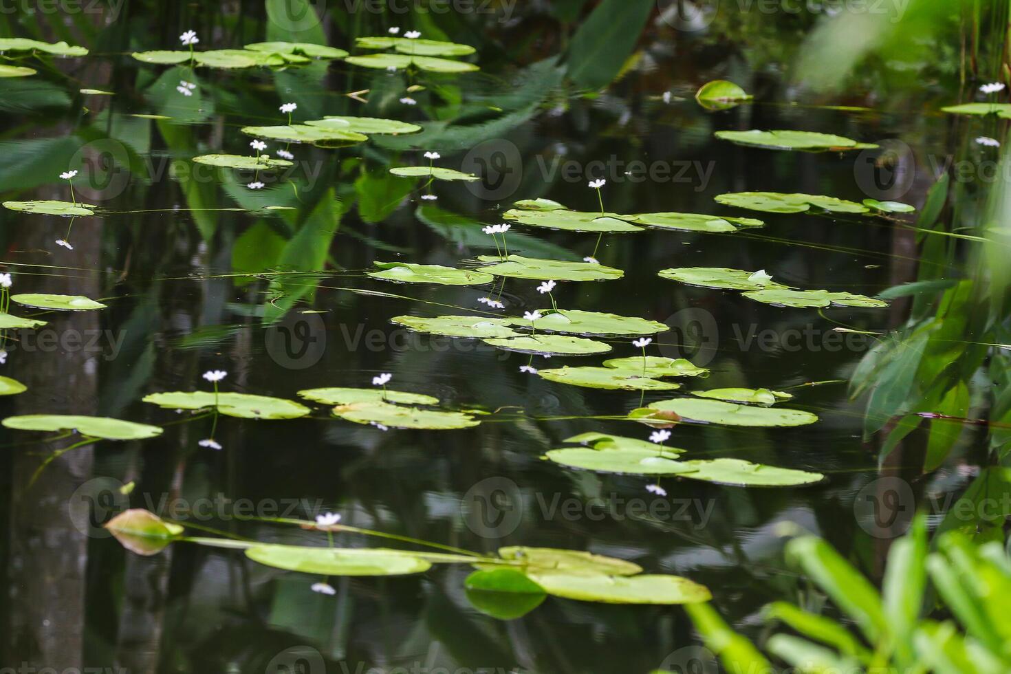 Close up view of couple of white waterlily in blomm floating on the lake photo