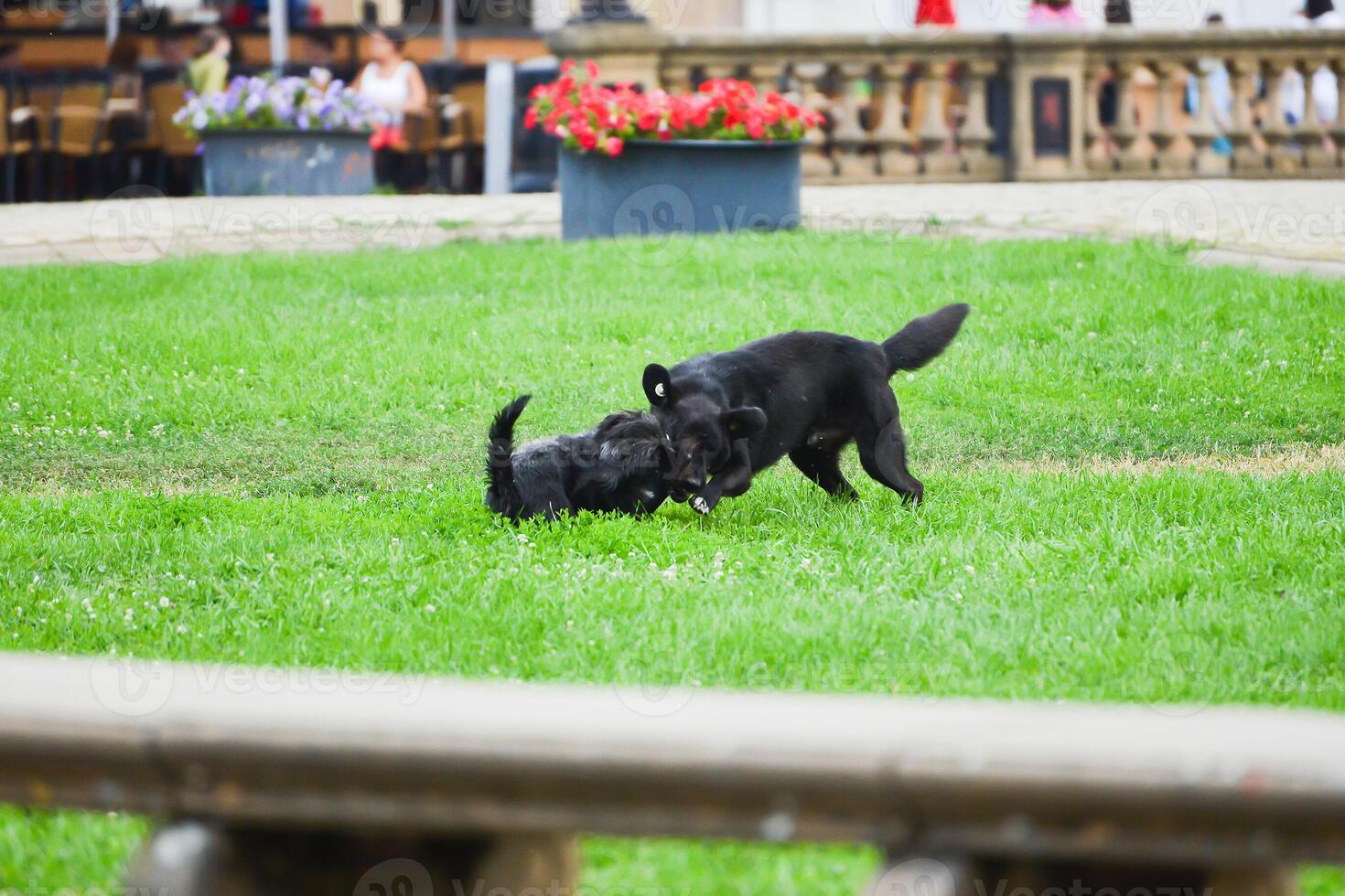 Two dogs run after each other in the park. Green field in the city. photo