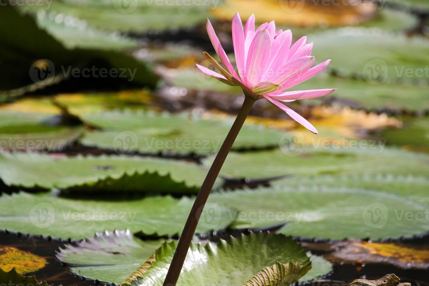 Close up view of couple of pink waterlily in blomm floating on the lake photo