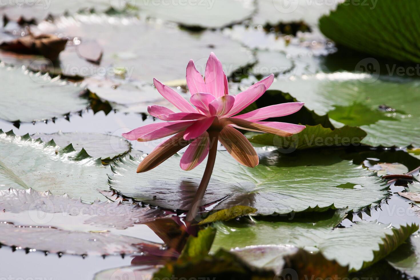 Close up view of couple of pink waterlily in blomm floating on the lake photo