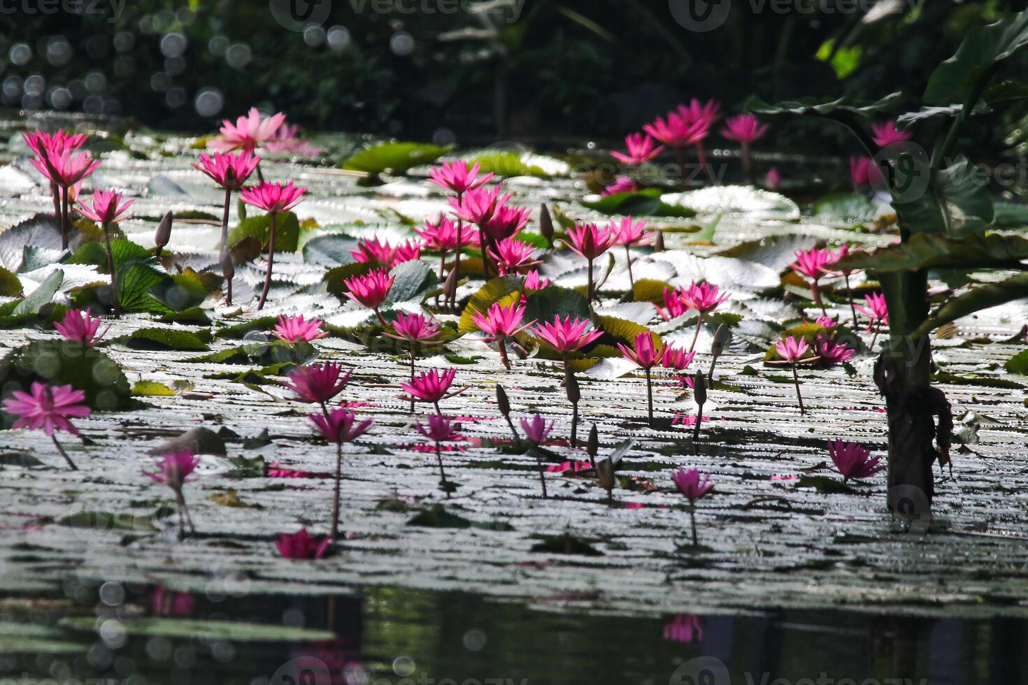 Close up view of couple of pink waterlily in blomm floating on the lake photo