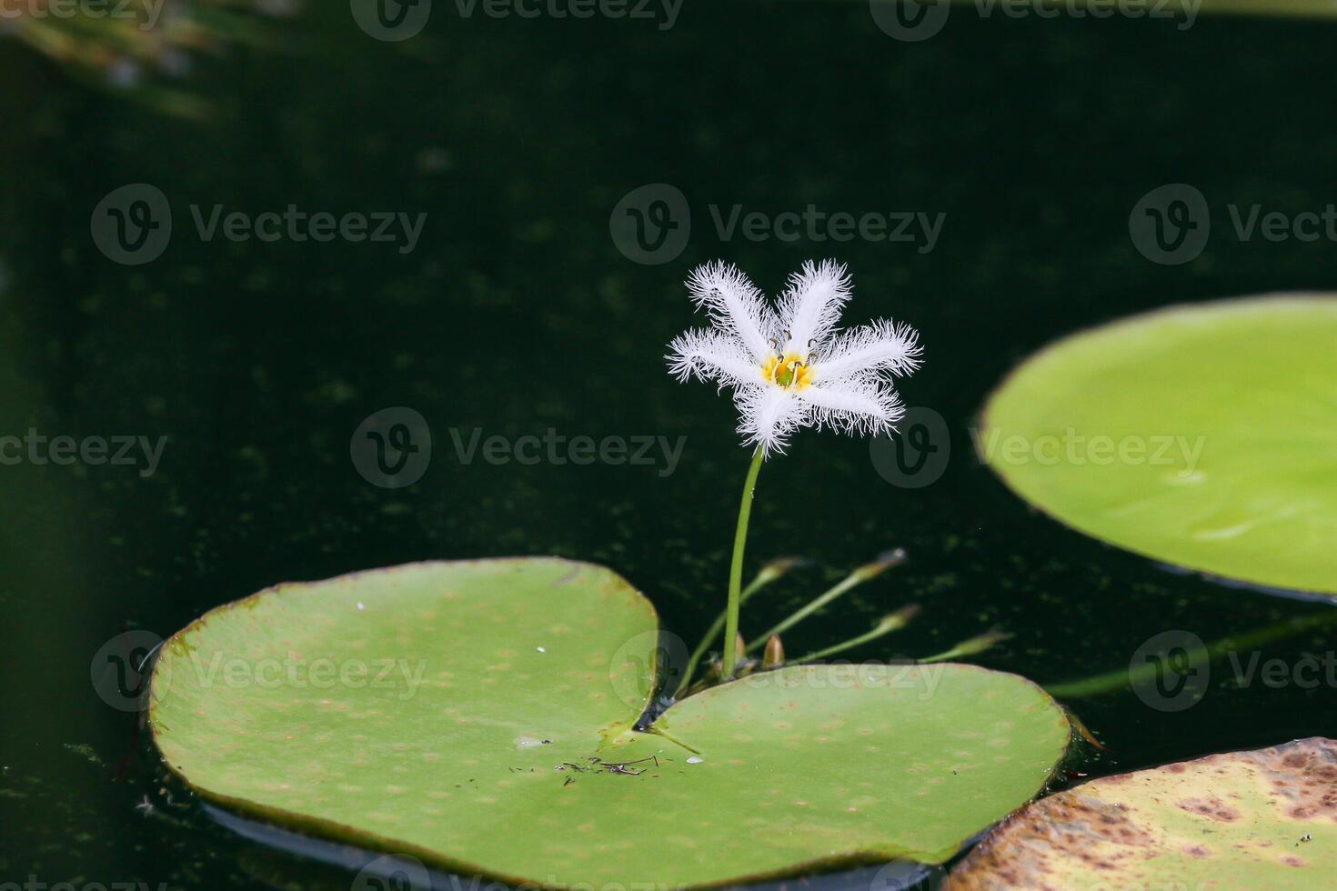 Close up view of couple of white waterlily in blomm floating on the lake photo