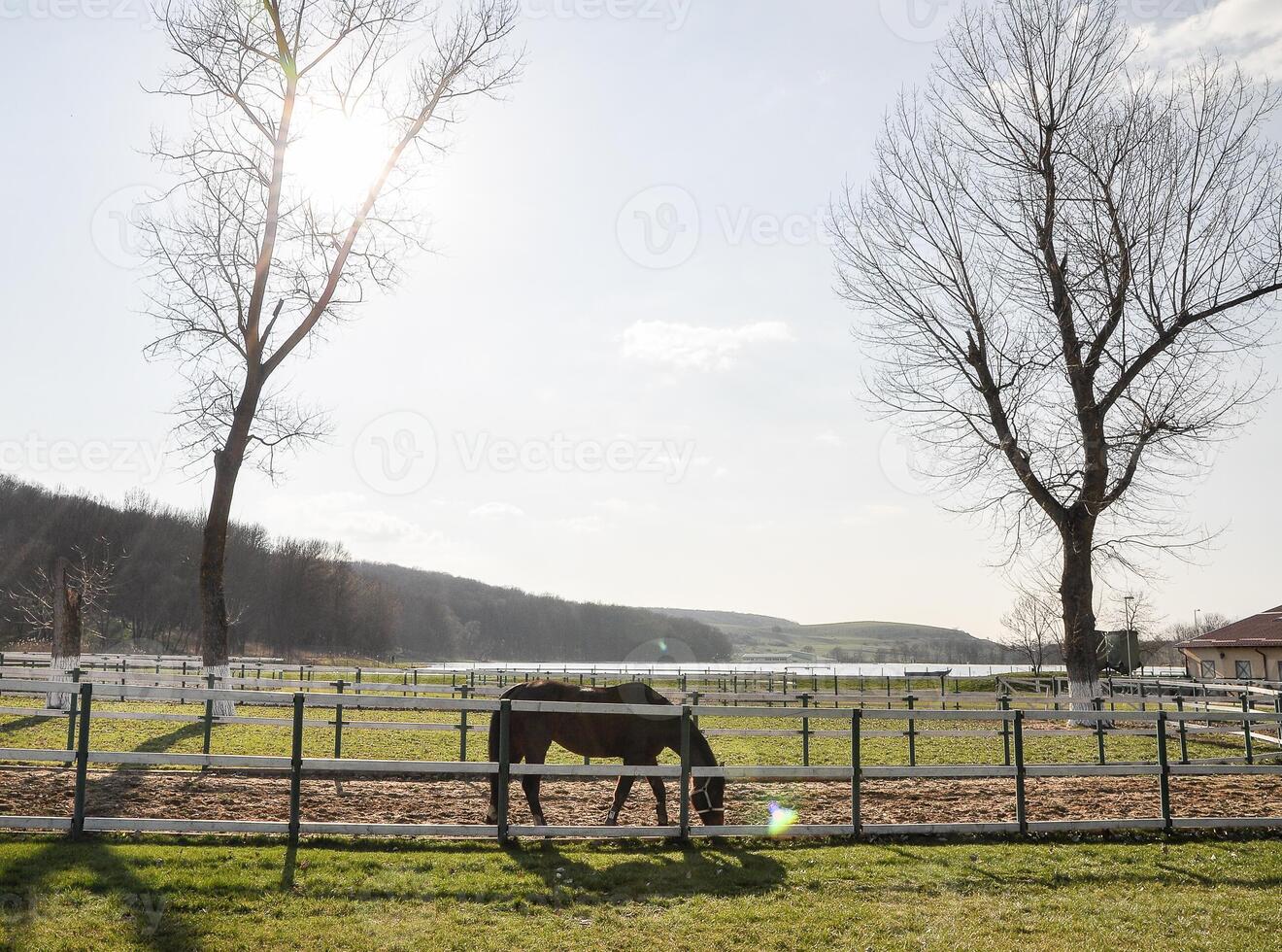 Equestrian ranch stable yard running horses, horse eating grass on summer field, purebred stallion pasture panoramic background photo