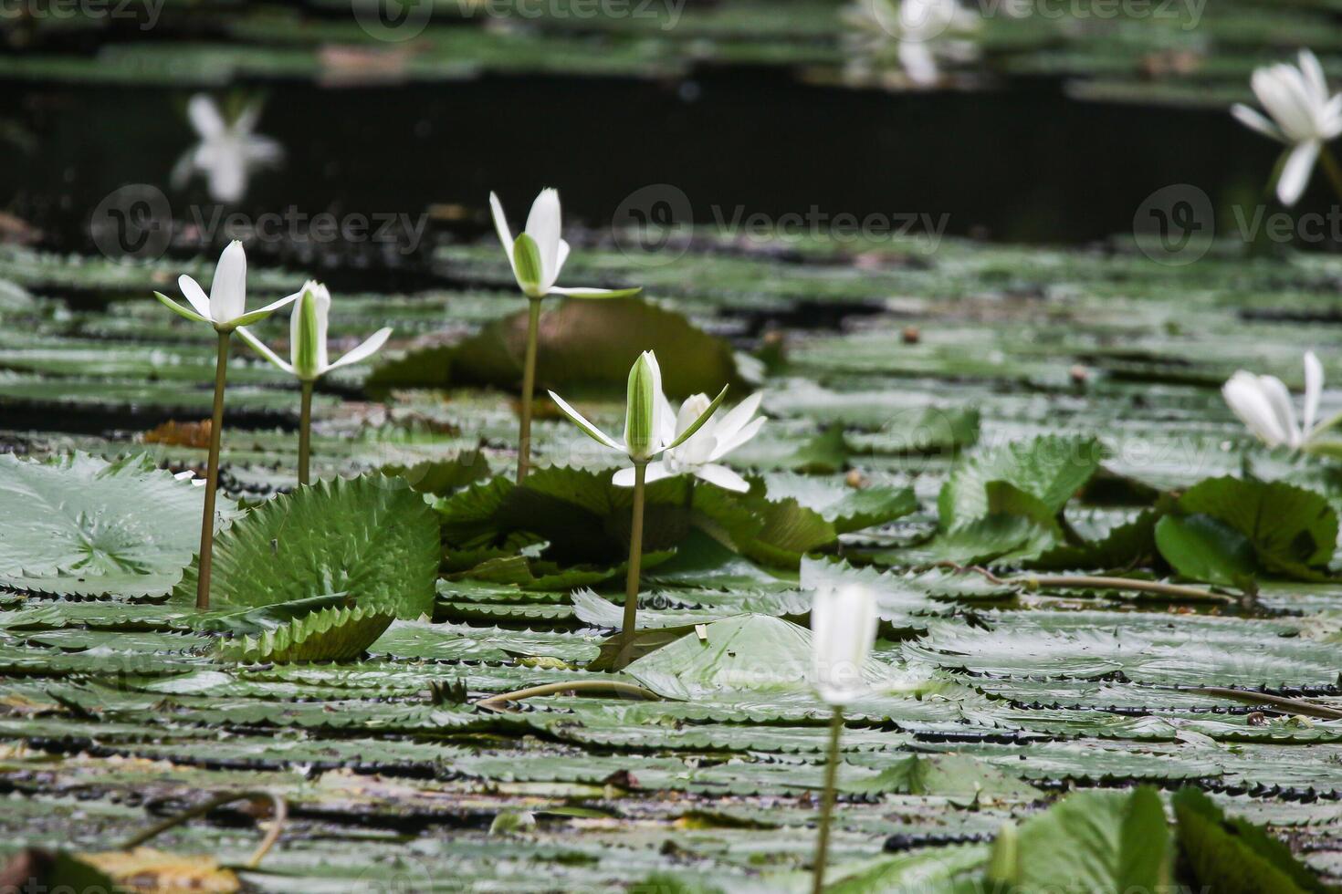 Close up view of couple of white waterlily in blomm floating on the lake photo