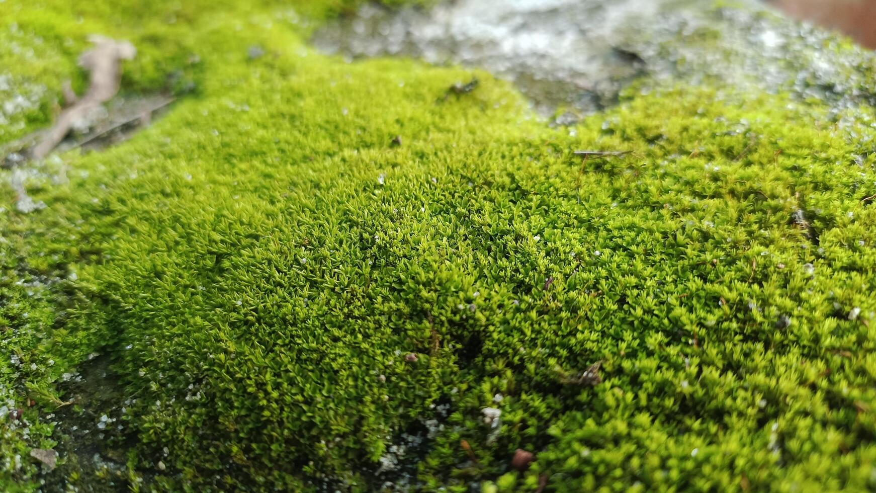 Closeup shot of the moss of the stone surface background photo