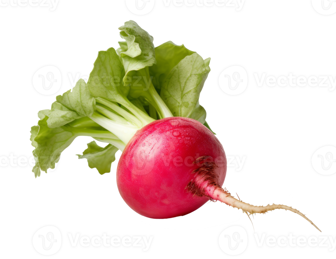 radish isolated on transparent background png