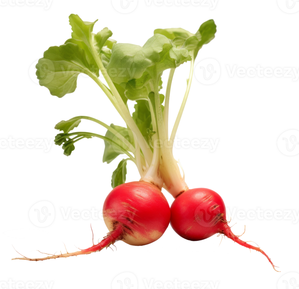 radish isolated on transparent background png