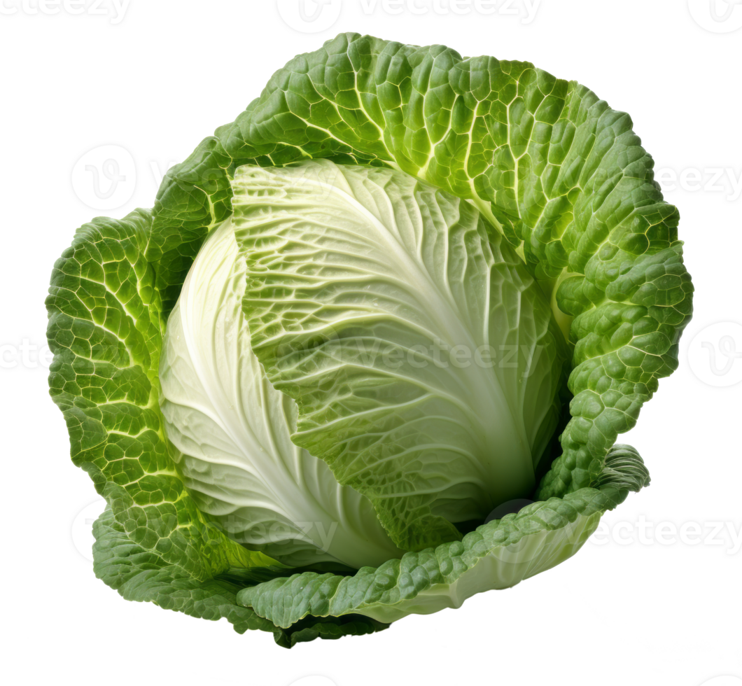 cabbage isolated on transparent background png