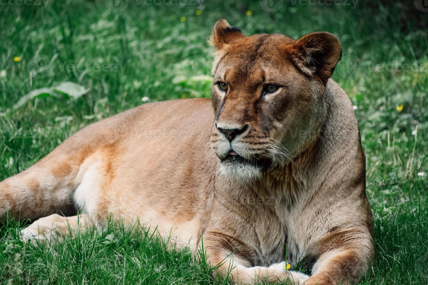 Serene yet observant, the lioness lies in the grass, exuding elegance and wild grace photo