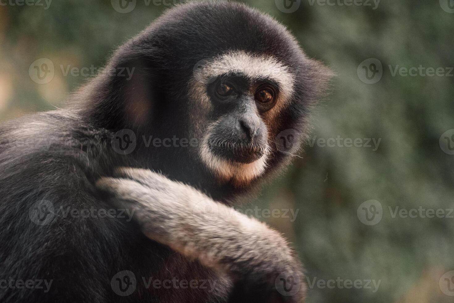 A gibbon's curious eyes peek through, embodying the playful spirit of forest's acrobatic wanderers. photo