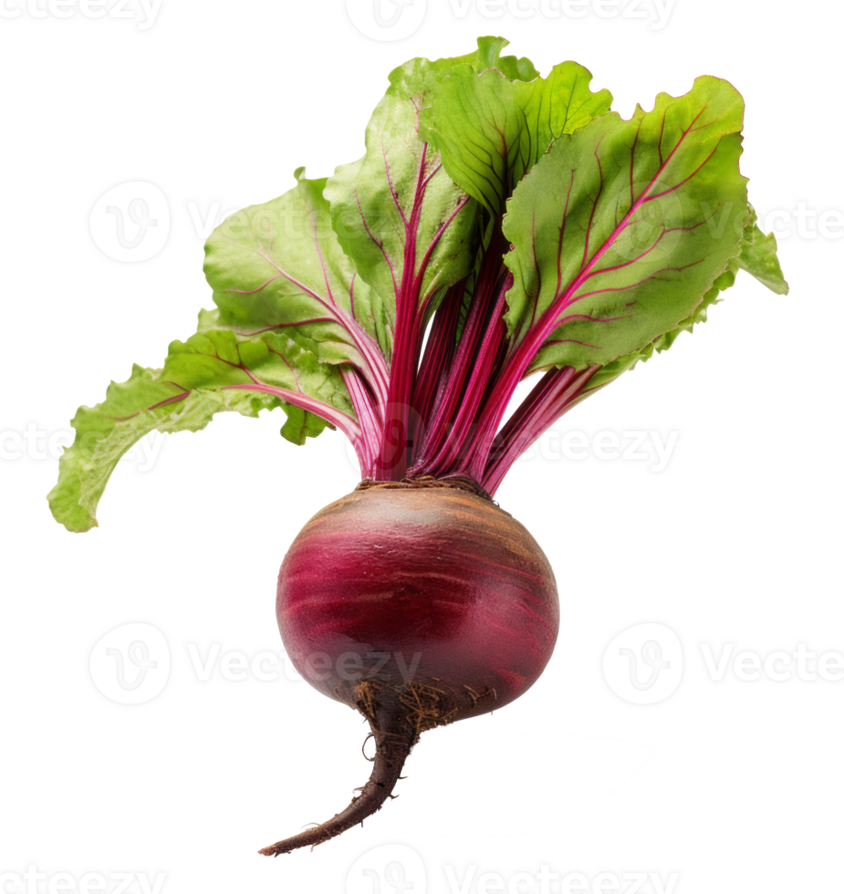 beetroot isolated on transparent background png