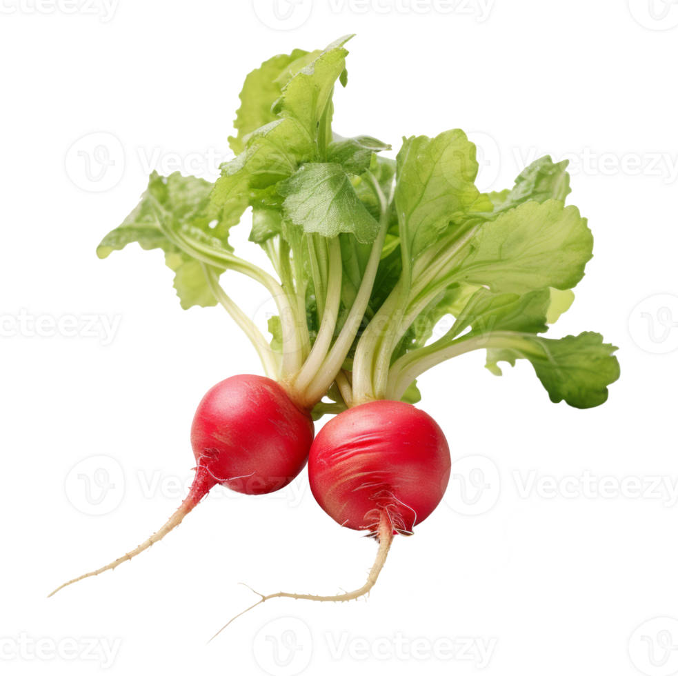 radish isolated on transparent background png