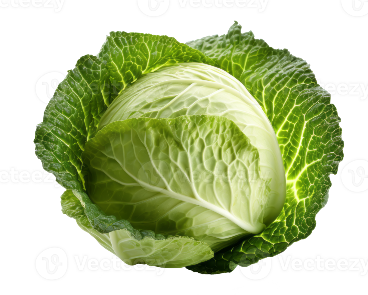 cabbage isolated on transparent background png