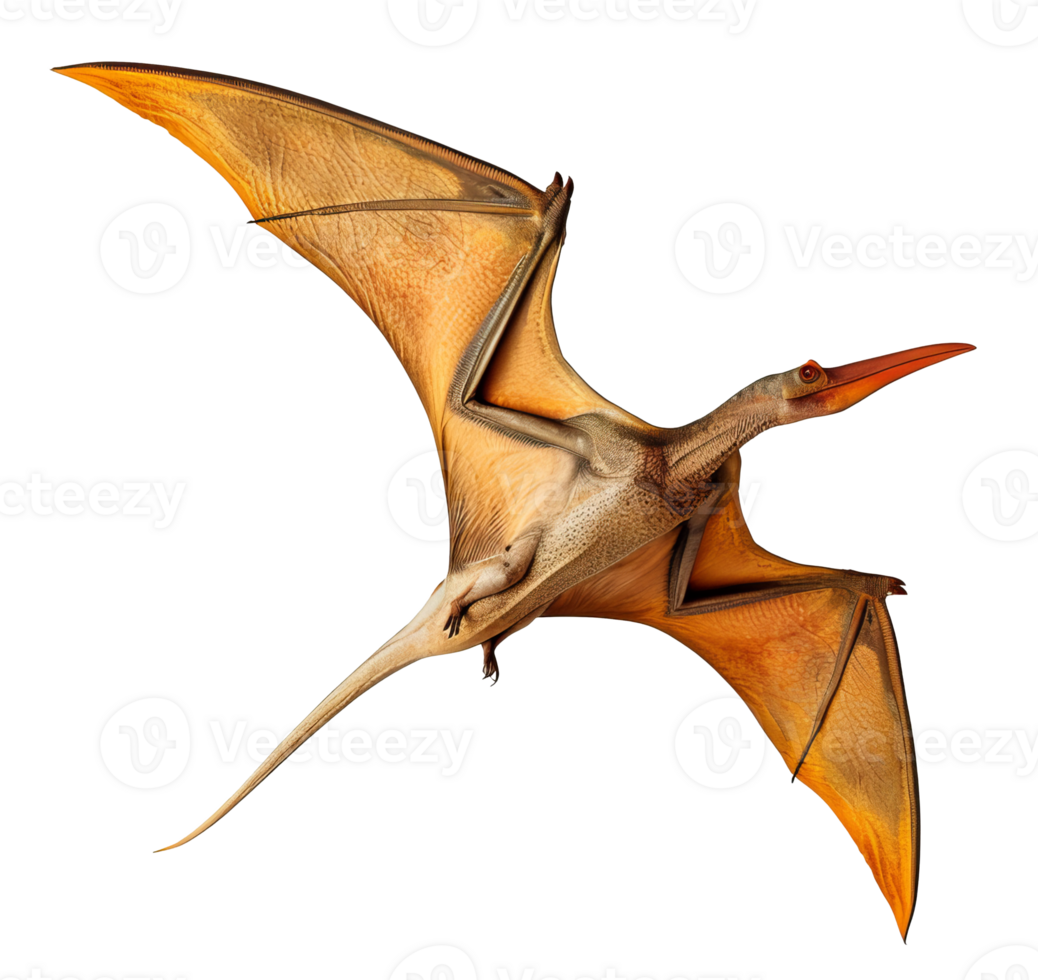 pteranodon dinosaurio aislado en transparente antecedentes png