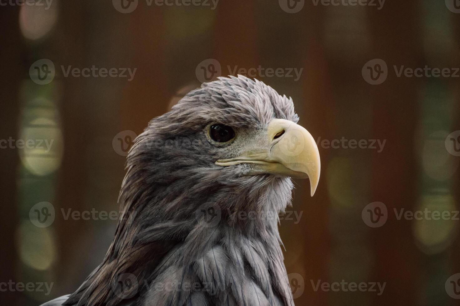 The eagle's piercing gaze captivates, a stunning portrait of predatory grace and noble bearing photo