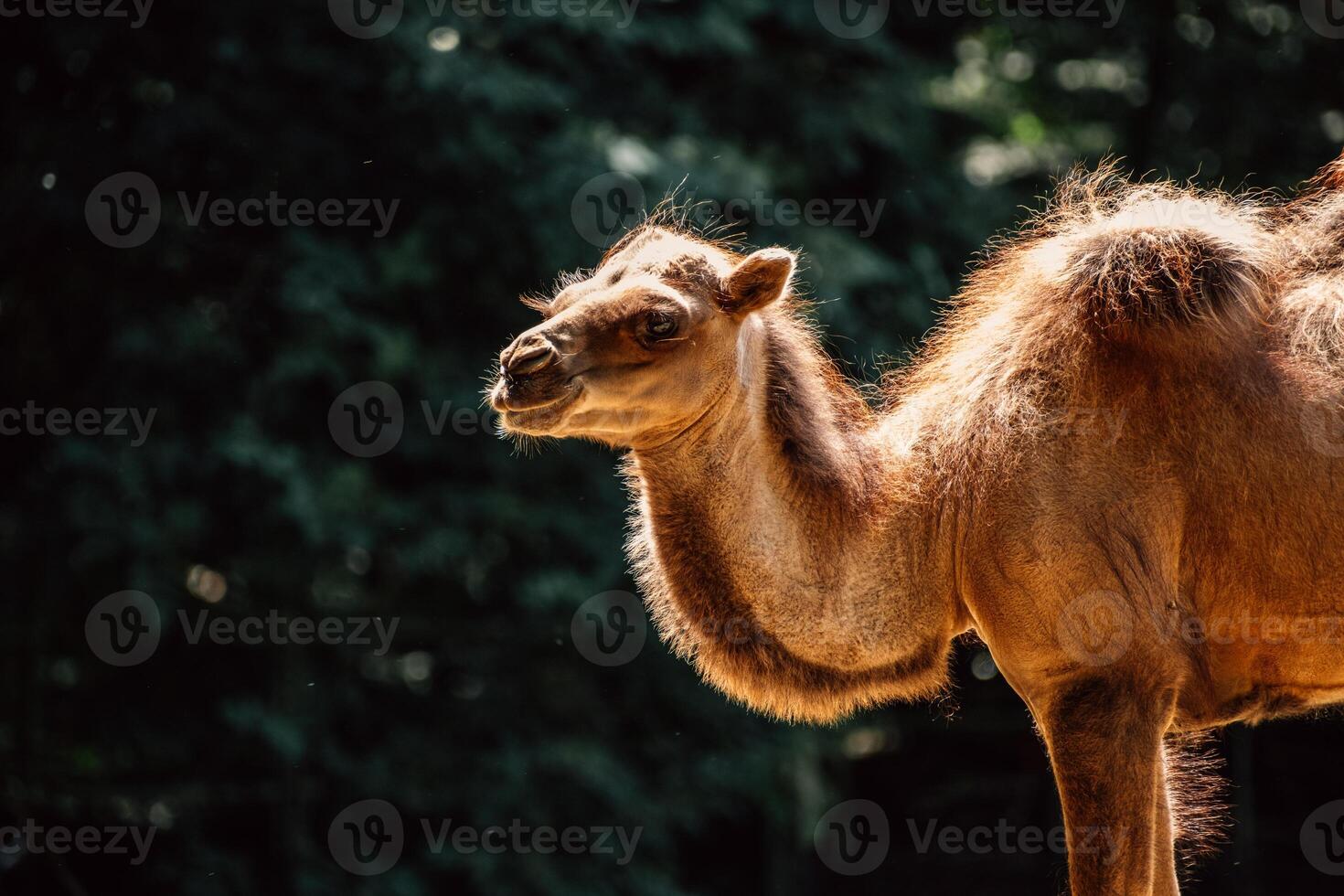 light illuminates a camel's gentle expression, showcasing its calm demeanor in a natural habitat photo