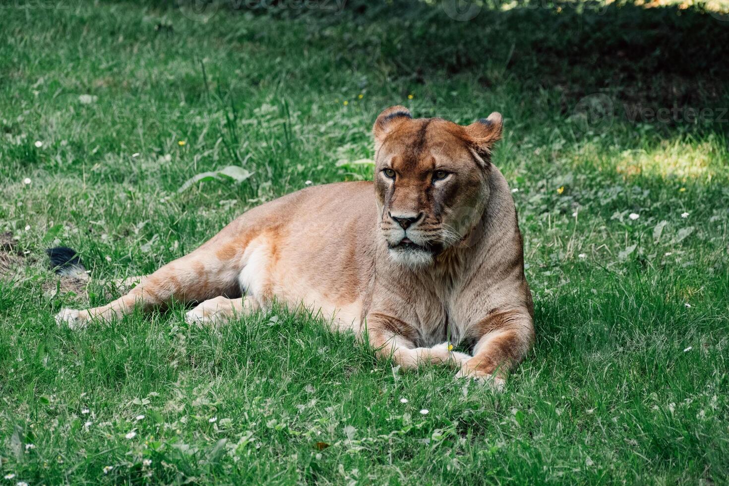 Watchful lioness lying in the grass, embodying the tranquil yet attentive spirit of the wild photo