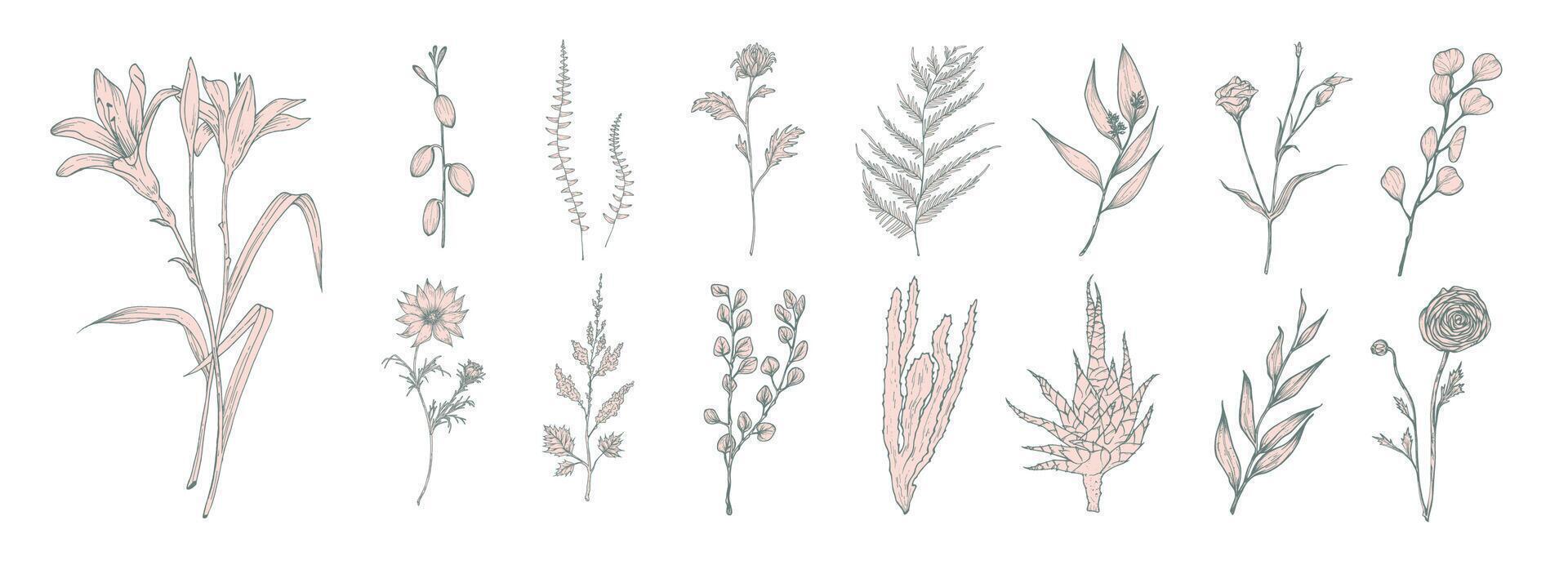 Collection of hand drawn pink flowers, ferns and succulent isolated on white background. Bundle of botanical drawings of elegant wild plants, floral decorations. Vintage natural illustration. vector