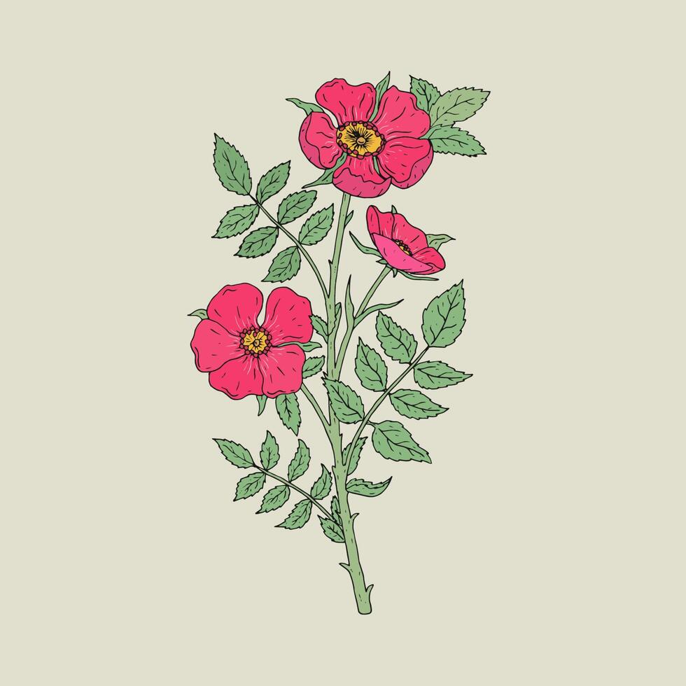 Detailed botanical drawing of gorgeous dog roses growing on stem with leaves. Pink blooming flowers hand drawn in old antique style. Beautiful wild flowering garden shrub. illustration. vector