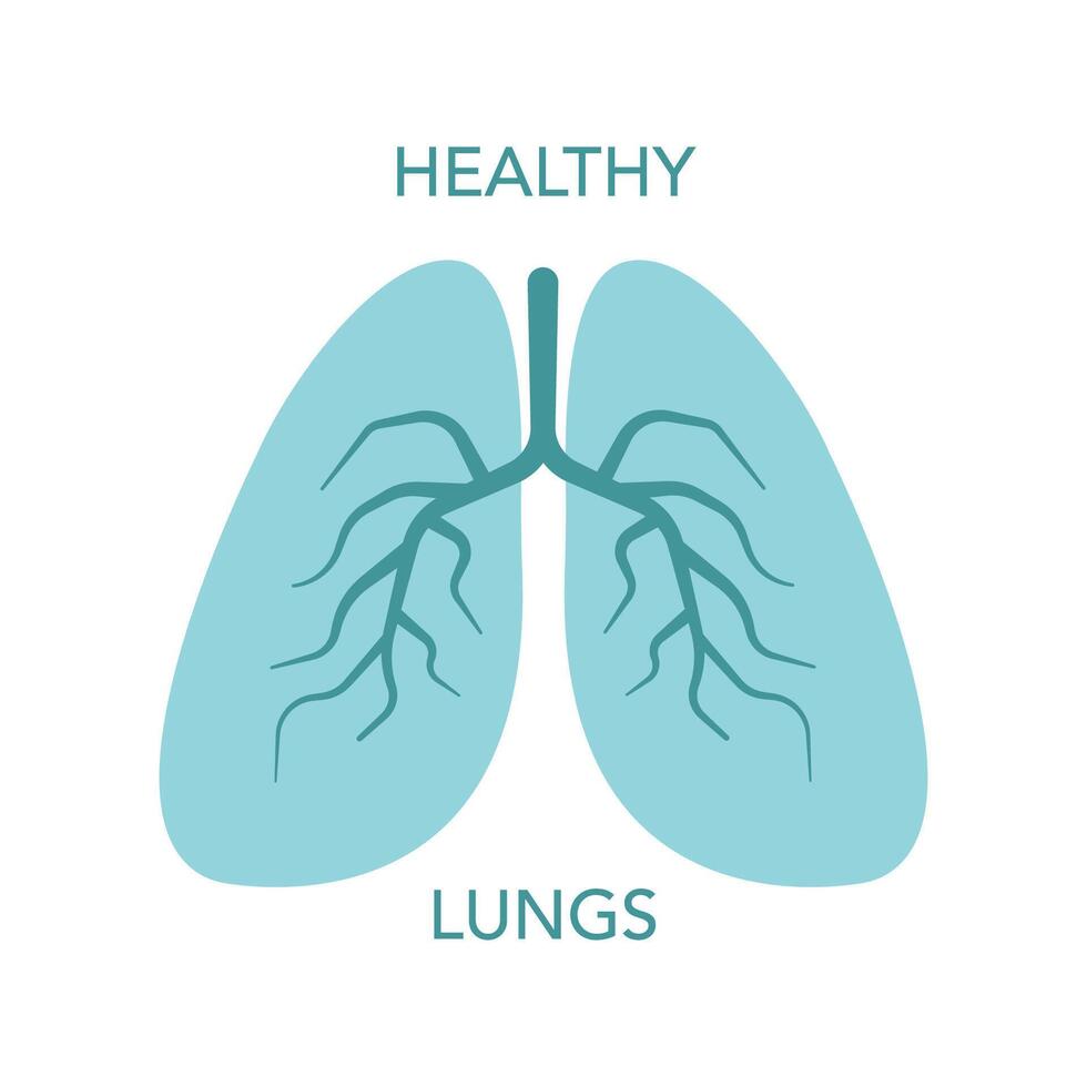 Lungs icon. Respiratory system vector