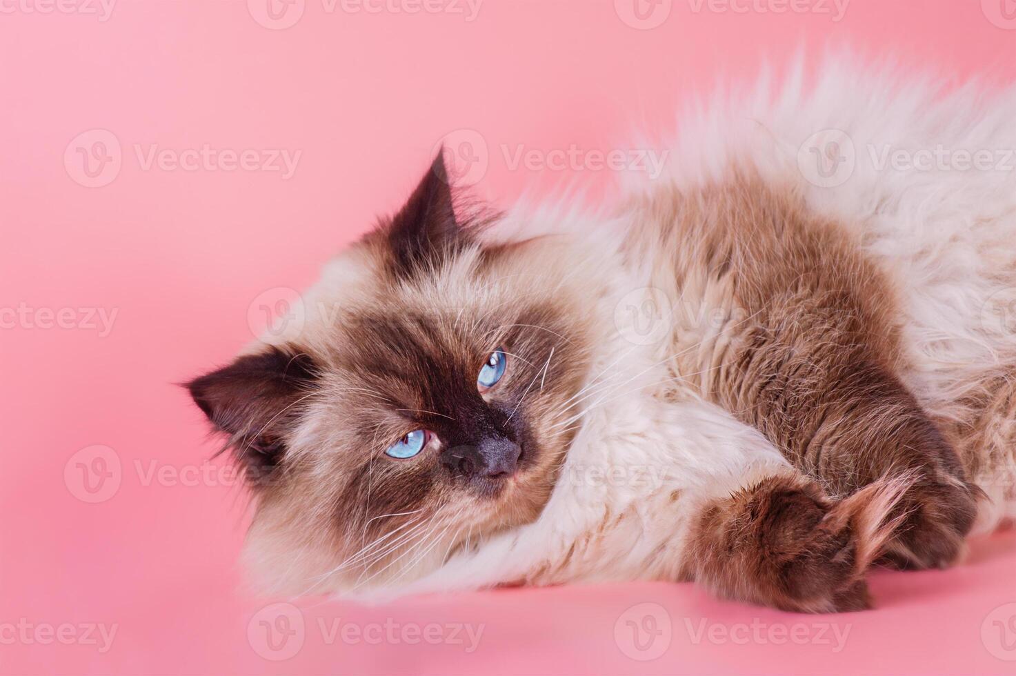 A cat with blue eyes of the Neva Masquerade breed lies on a pink background. photo