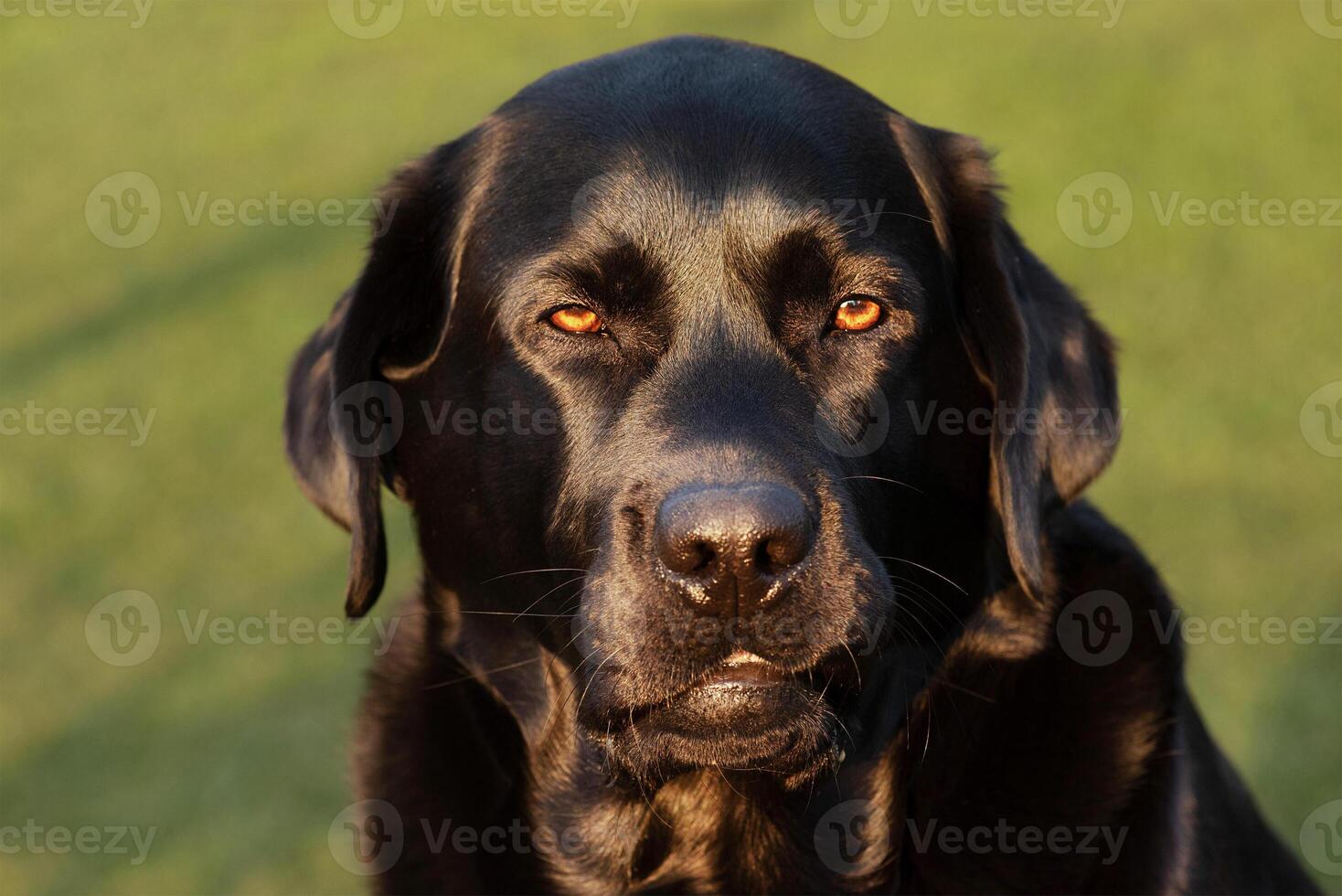 Portrait of a dog. Black labrador retriever with brown eyes on a background of green grass. photo