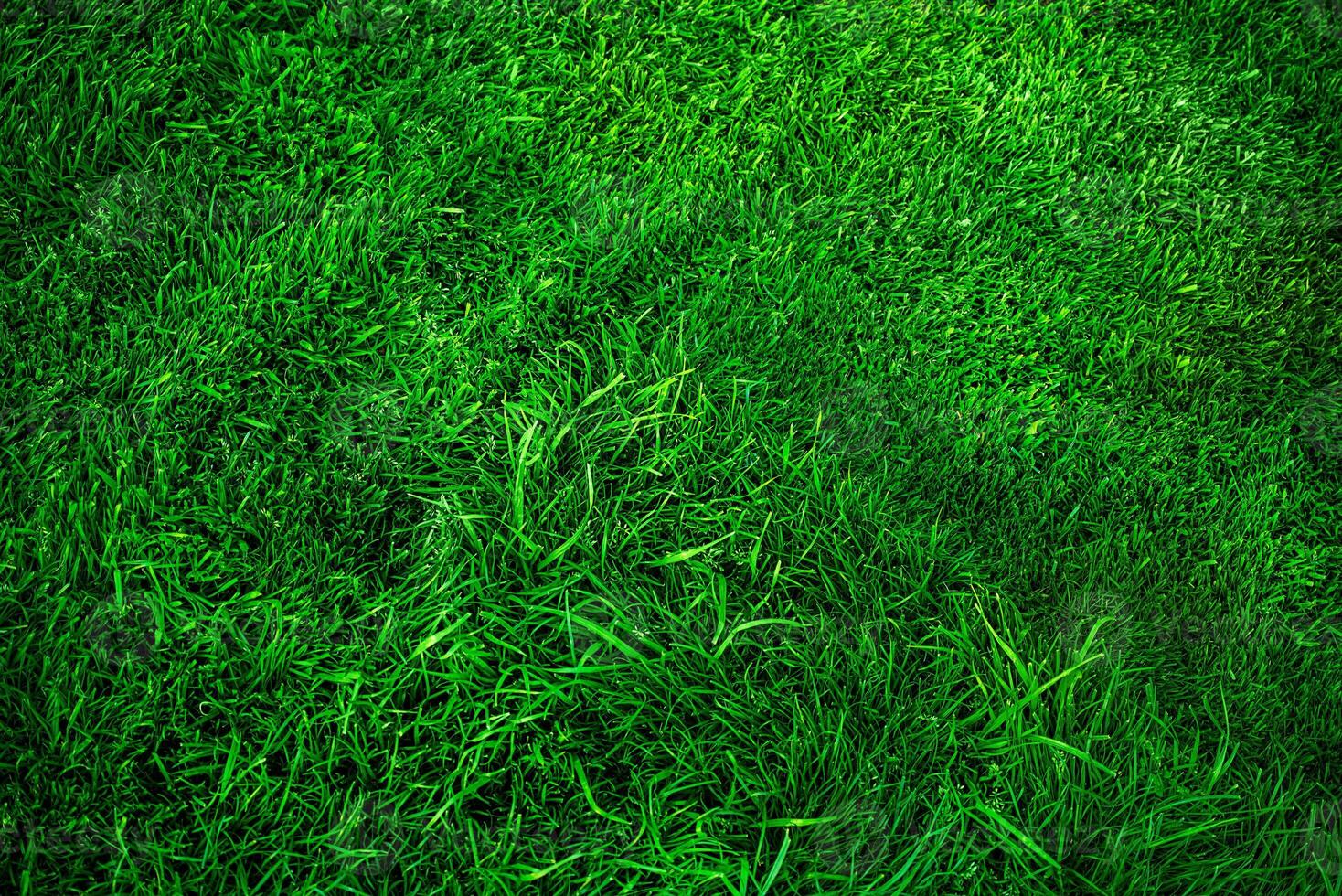 Lawn grass is longer and shorter green as a background. Lawn light and shadow. photo