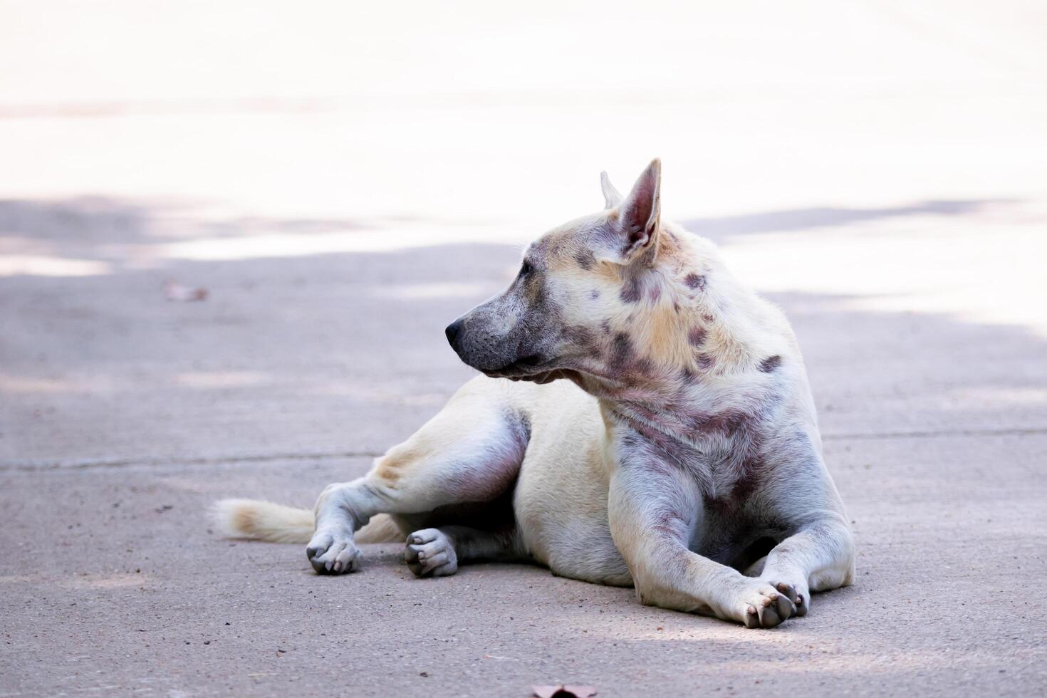 A white stray dog sits on the concrete road. Empty space for entering text. photo