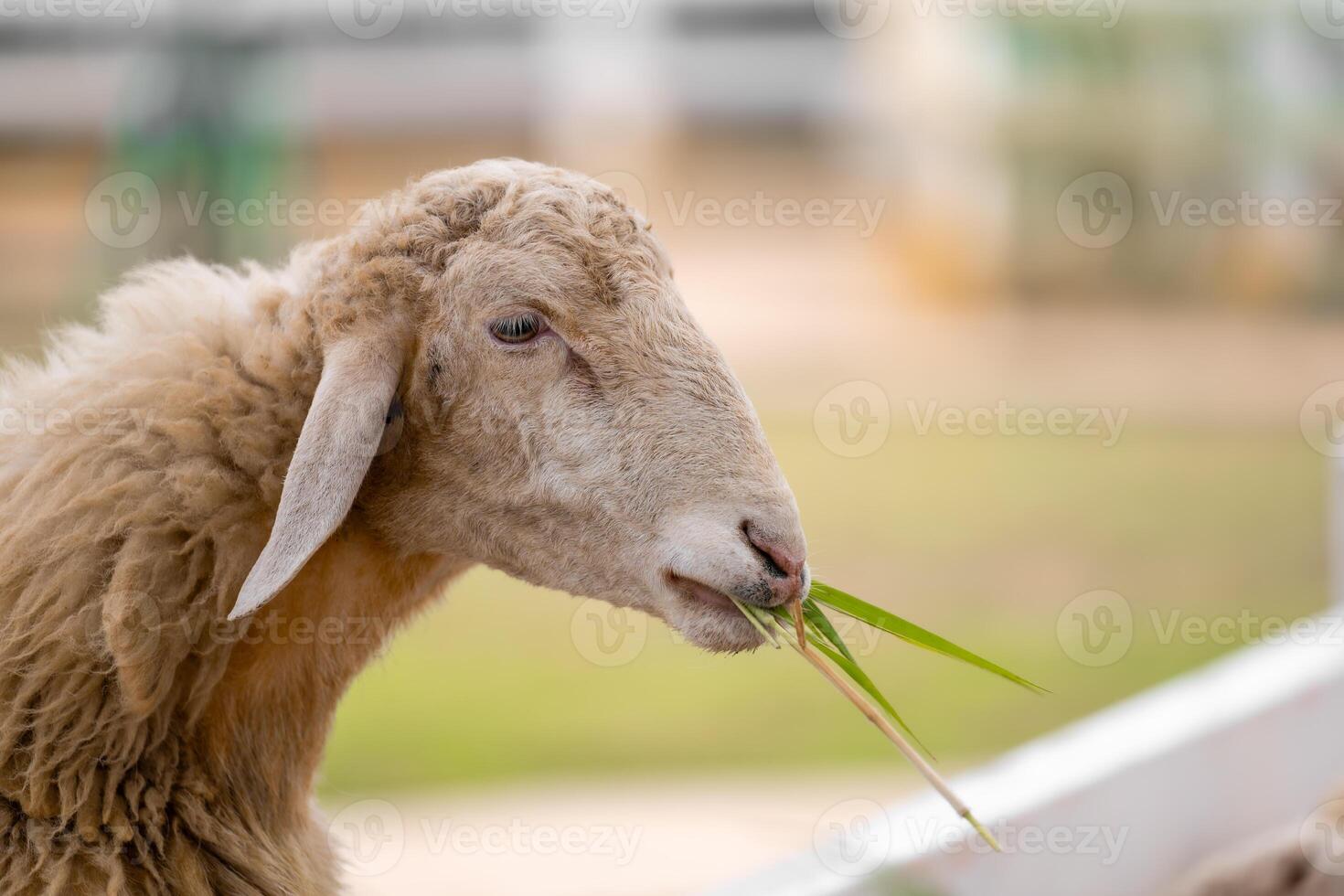 Close-up portrait of a cute little sheep eating grass in a green field farm. photo