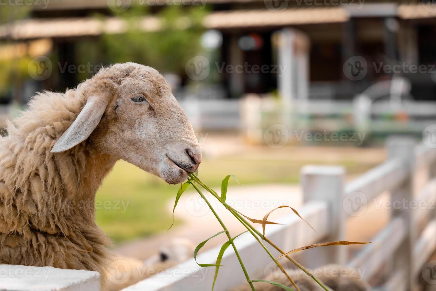 Sheep and lamb grazing peacefully in a green field, Behind a white fence, on a farm. photo